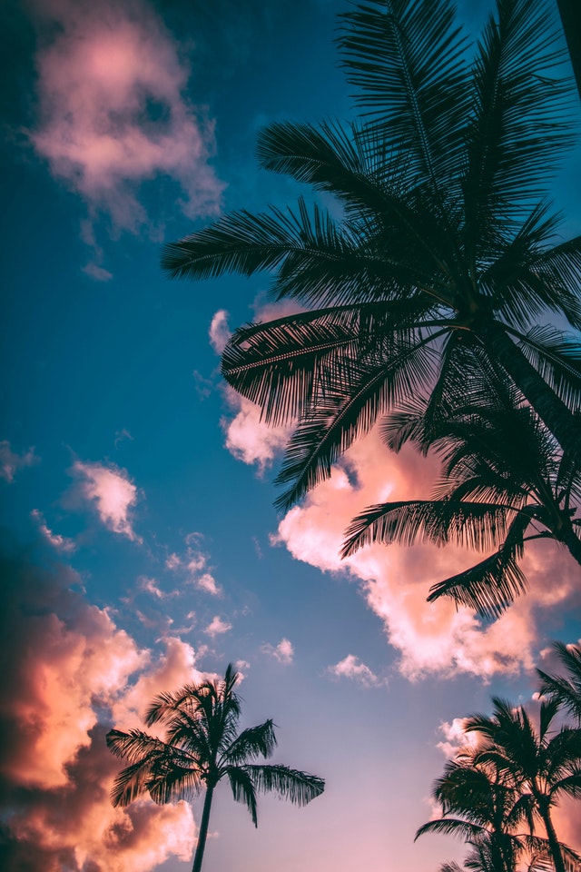 clouds-coconut-trees-daylight-2486168
